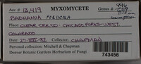 Badhamia foliicola image